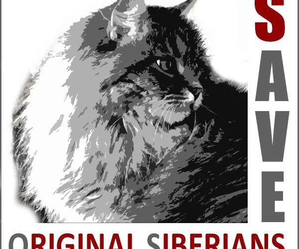 Neue Farben der Sibirischen Katze ?