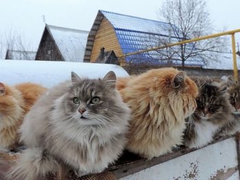 Sibirische Katze Züchter Hamburg